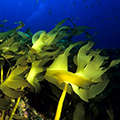 Производные компоненты двух водорослей есть в составе Nordlys.